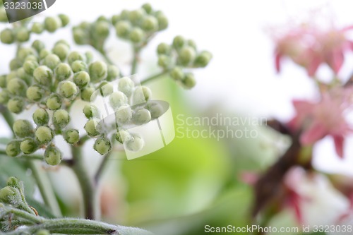 Image of green leaves background close up