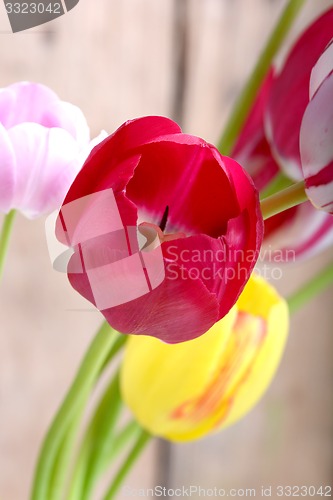 Image of close up to red tulips, close up flowers
