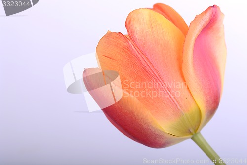 Image of Close up beautiful red tulip flower