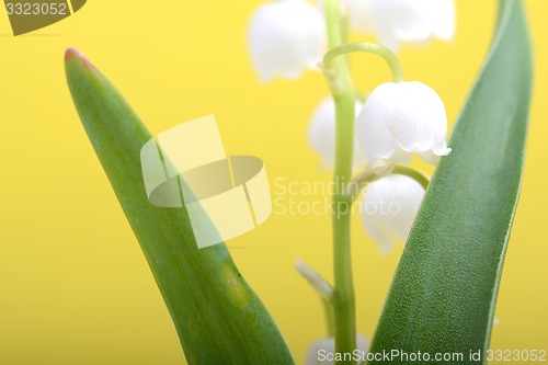 Image of white flowers of lilac