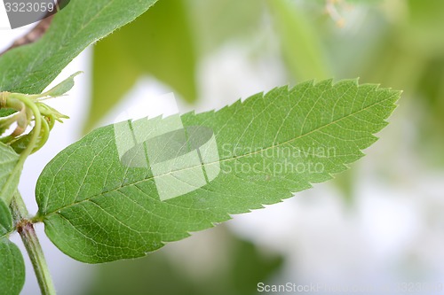 Image of close up of green leave