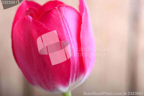 Image of red tulips. spring flower