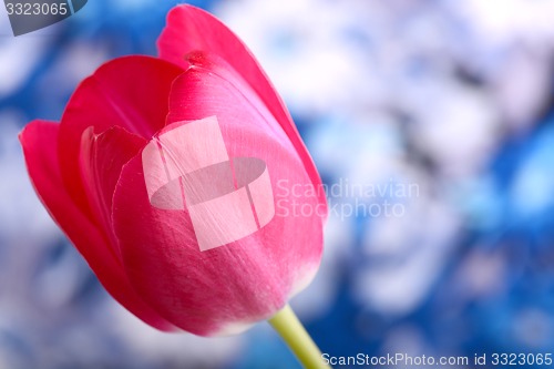 Image of Red tulips on blue and white background