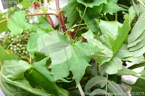 Image of green leaf background