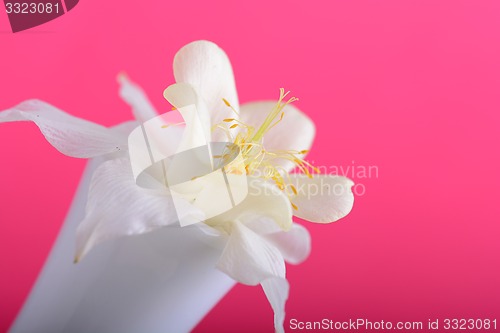 Image of white lilac flowers closeup on red background