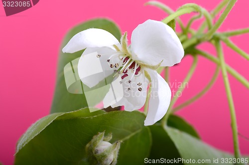 Image of flower on blossoming apple tree close up in spring