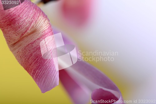 Image of red tulips against a yellow background, close up flowers