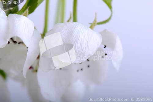 Image of flower on blossoming apple tree close up in spring