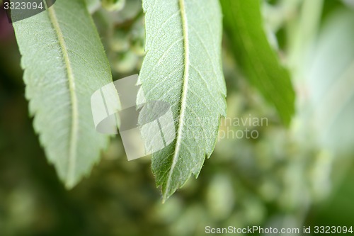 Image of close up of green leave