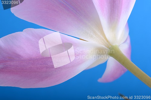 Image of Red tulips on blue background