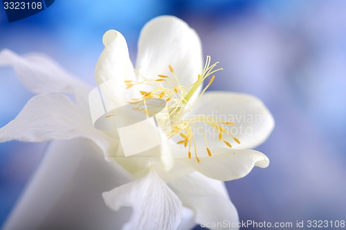 Image of white lilac flowers closeup on blue background