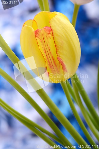 Image of Bouquet of red tulips against a blue background, close up flowers