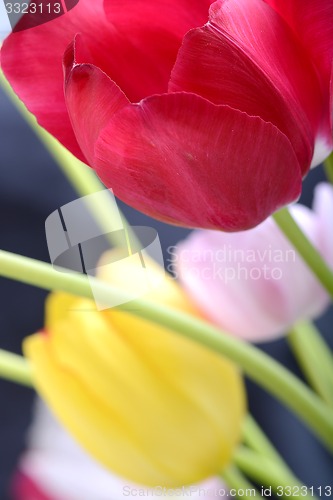 Image of Close up image of tulip on black, flowers