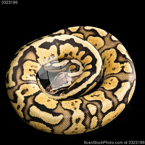 Image of Ball Python -Python regius