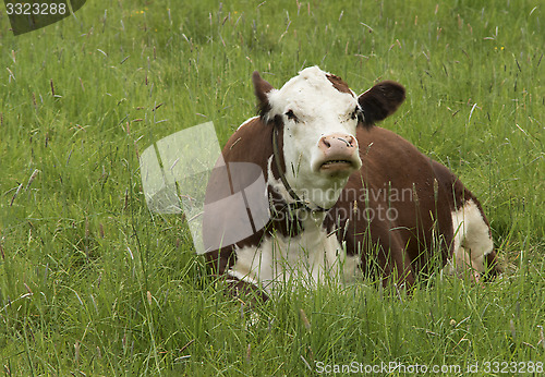 Image of Cow