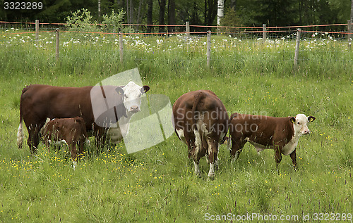 Image of Cow