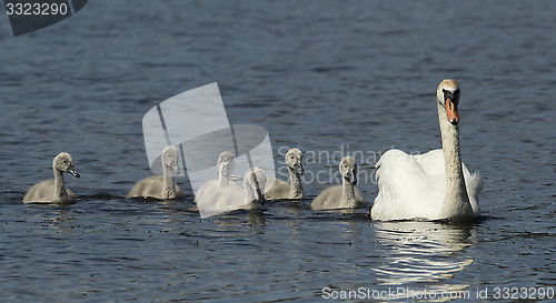 Image of Muted Swan