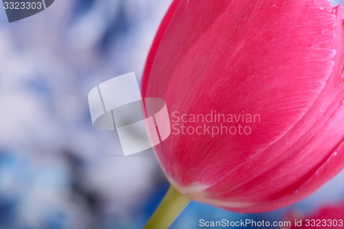 Image of red tulips. spring flower