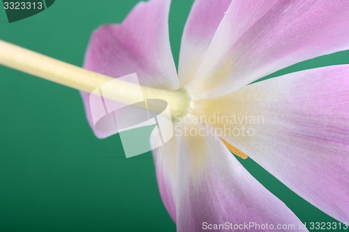 Image of Beautiful pink tulips. Spring flower background