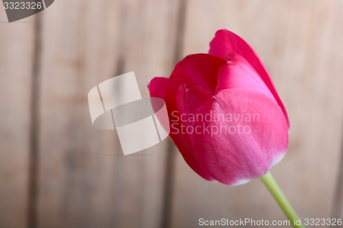 Image of red tulips. spring flower