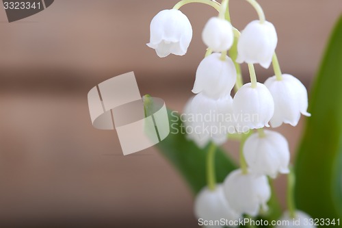 Image of white flowers of lilac