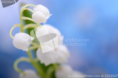 Image of white flowers of lilac