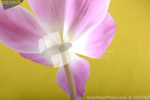 Image of Beautiful pink tulips. Spring flower background