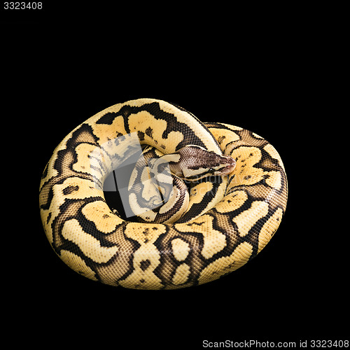 Image of Female Ball Python. Firefly Morph or Mutation