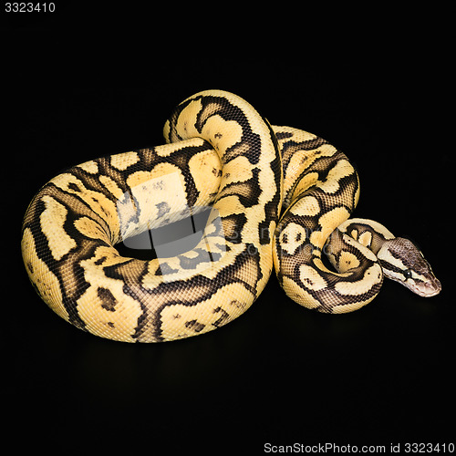 Image of Female Ball Python. Firefly Morph or Mutation