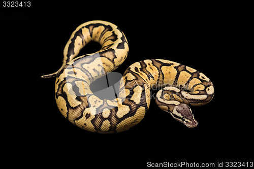 Image of Female Ball Python. Firefly Morph or Mutation