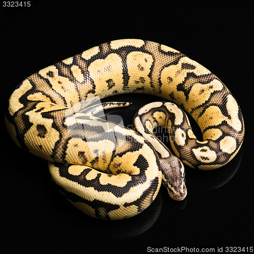 Image of Female Ball Python. Firefly Morph or Mutation