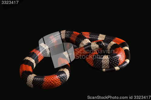 Image of Pueblan milk snake 