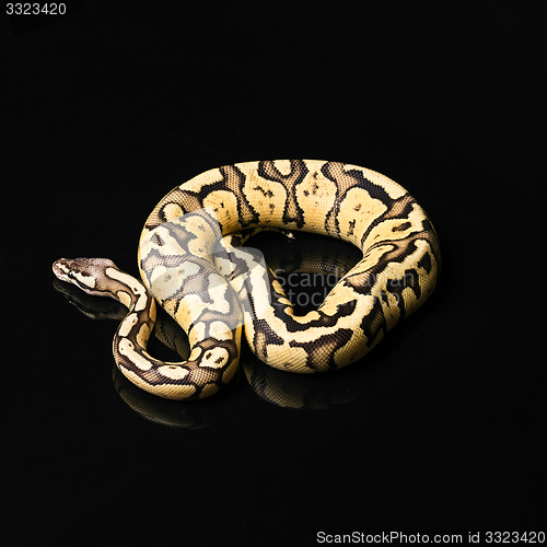 Image of Female Ball Python. Firefly Morph or Mutation