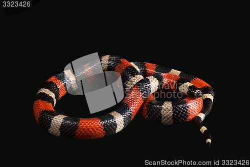 Image of Pueblan milk snake 