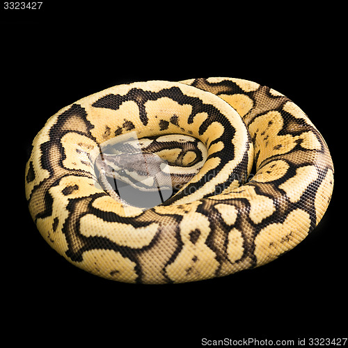 Image of Female Ball Python. Firefly Morph or Mutation