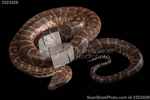 Image of Hispaniolan boa, Chilabothrus or epicrates striatus