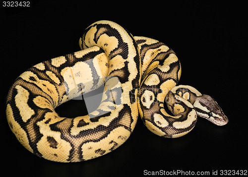 Image of Female Ball Python. Firefly Morph or Mutation