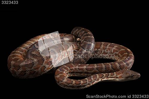 Image of Hispaniolan boa, Chilabothrus or epicrates striatus