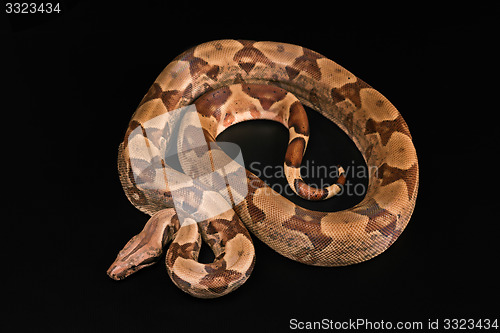 Image of Boa constrictors  isolated on black background