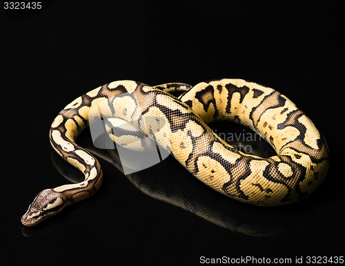 Image of Female Ball Python. Firefly Morph or Mutation