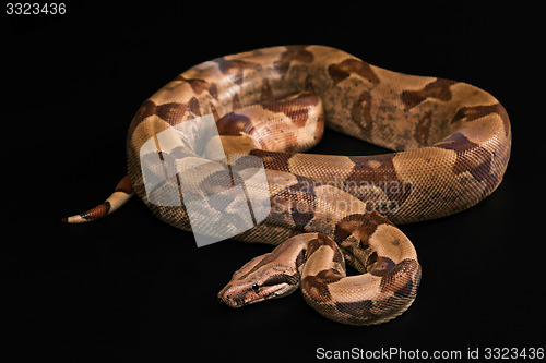 Image of Boa constrictors  isolated on black background