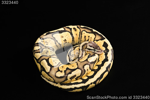 Image of Female Ball Python 