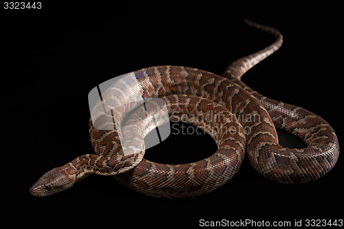 Image of Hispaniolan boa, Chilabothrus or epicrates striatus