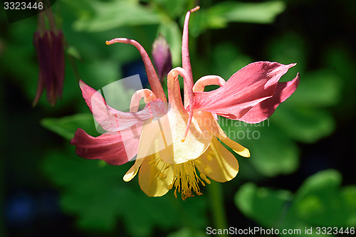 Image of Pink and yellow Aqualegia.