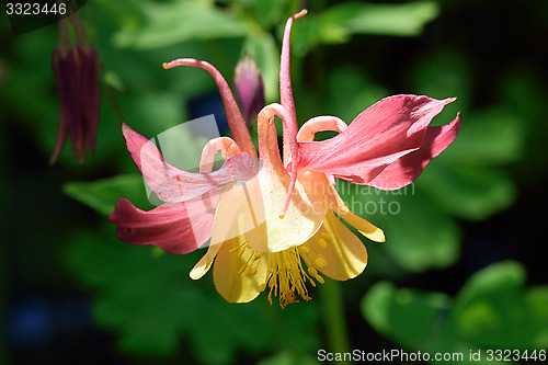 Image of Pink and yellow Aqualegia.