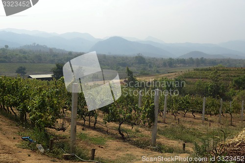 Image of ASIA MYANMAR NYAUNGSHWE WINE