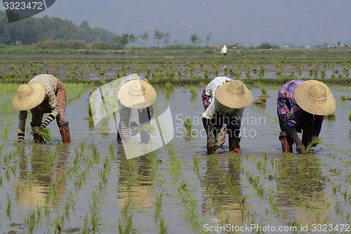 Image of ASIA MYANMAR NYAUNGSHWE RICE FIELD