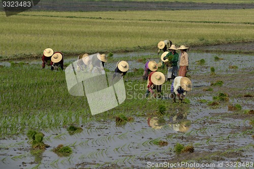 Image of ASIA MYANMAR NYAUNGSHWE RICE FIELD
