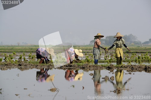 Image of ASIA MYANMAR NYAUNGSHWE RICE FIELD