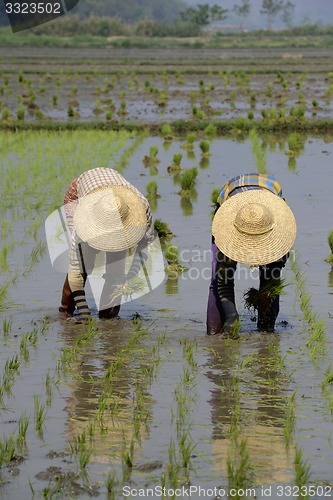 Image of ASIA MYANMAR NYAUNGSHWE RICE FIELD